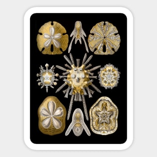 Sand Dollars Echinidea by Ernst Haeckel Sticker